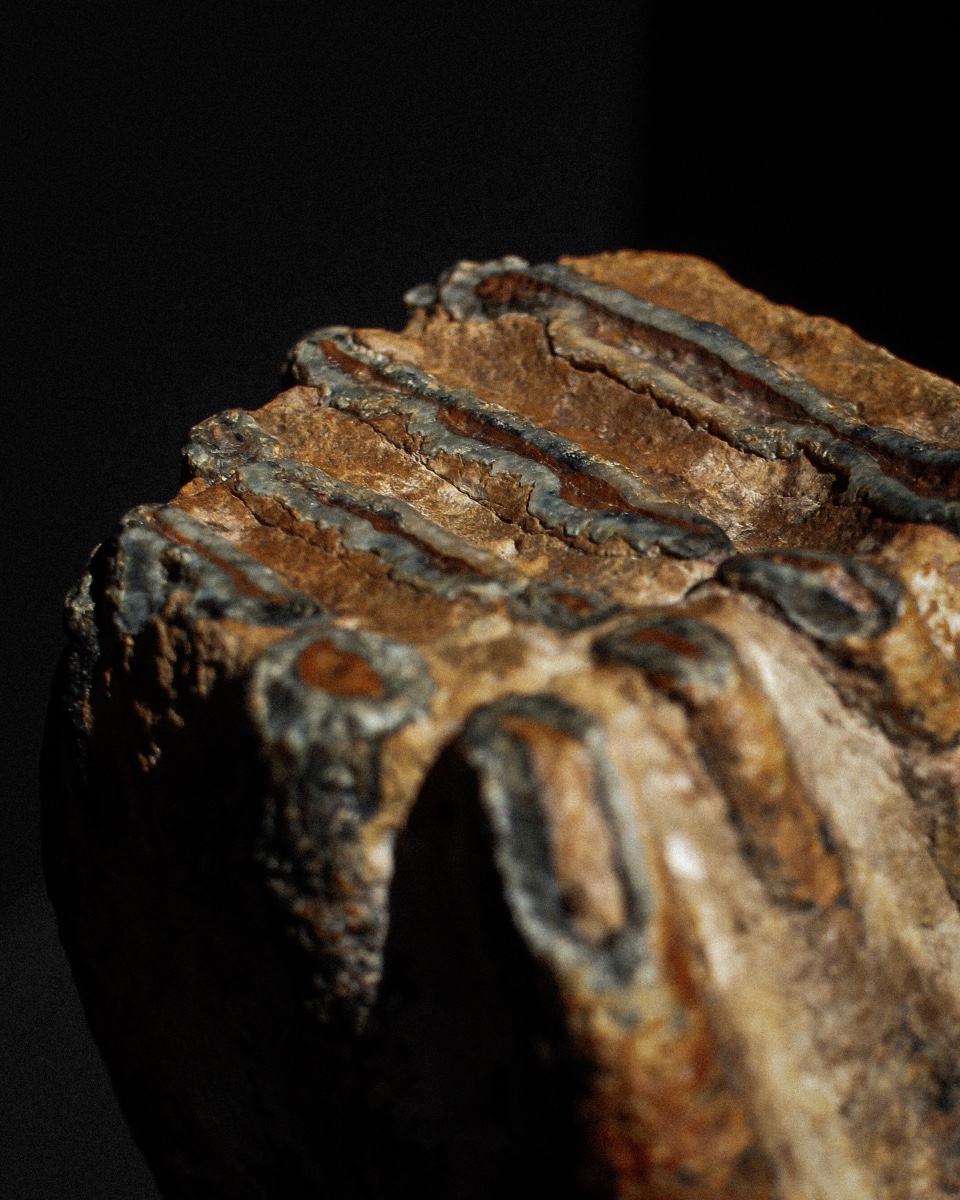 Woolly Mammoth Tooth On Stand-photo-3