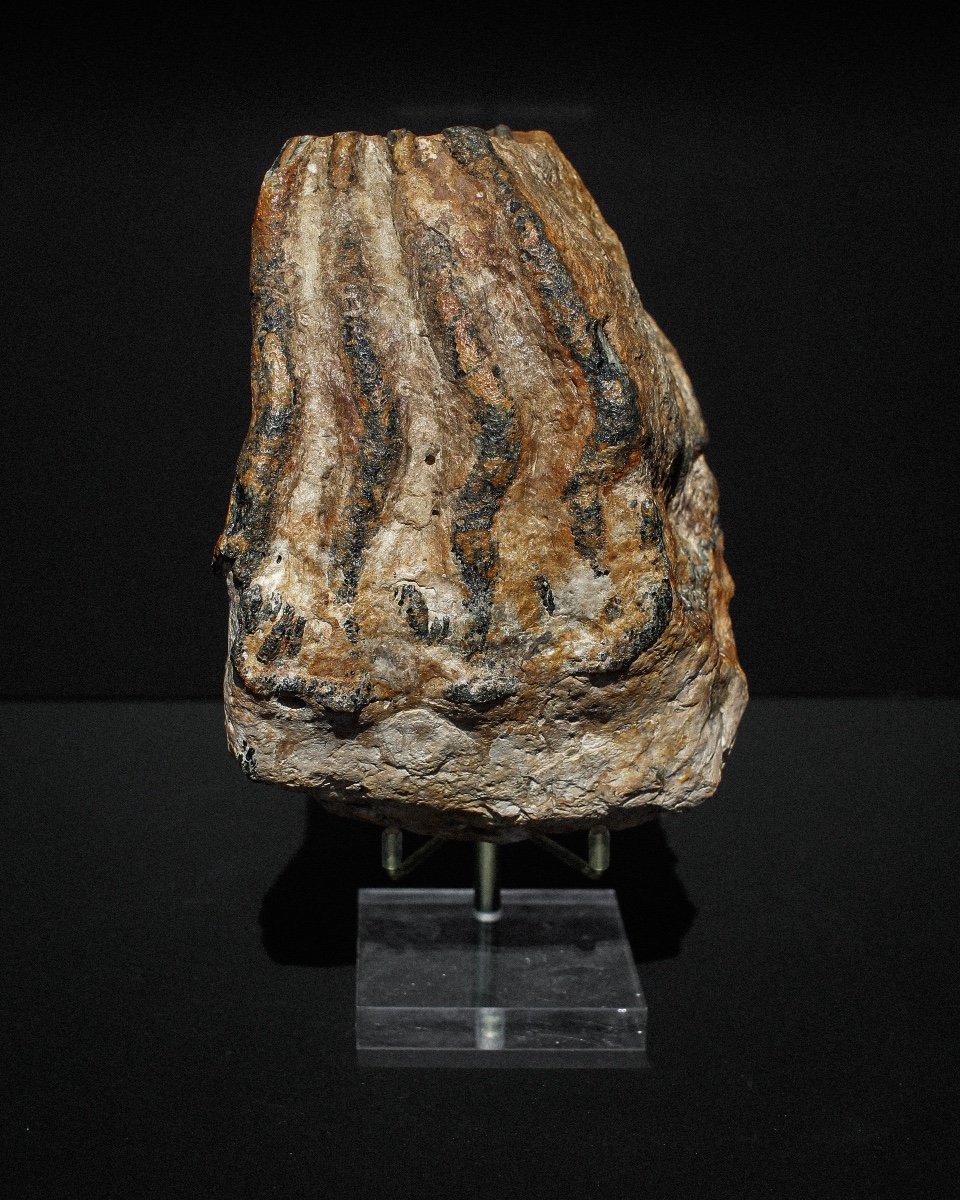 Woolly Mammoth Tooth On Stand-photo-4