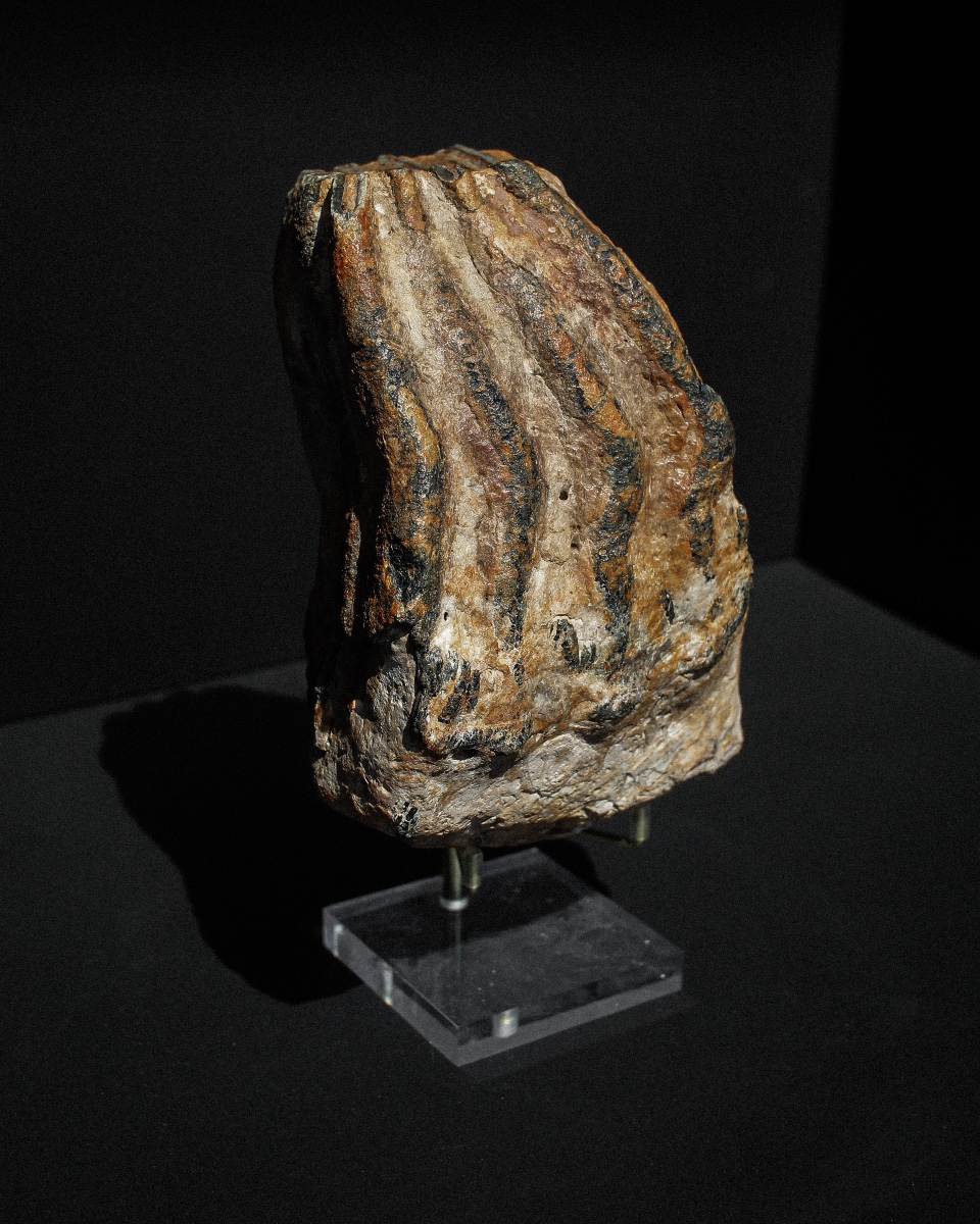 Woolly Mammoth Tooth On Stand