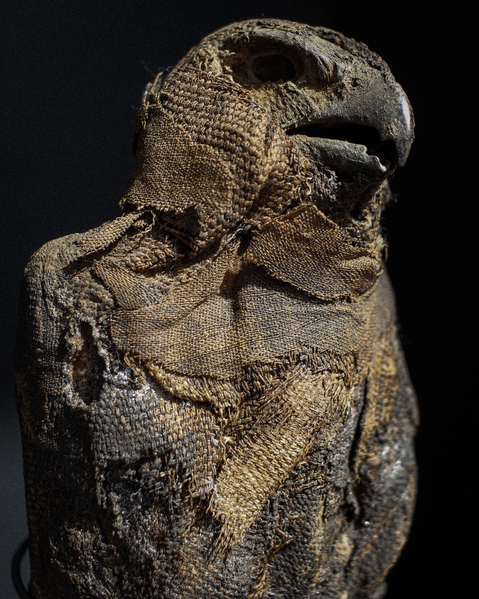 Late Period (664-332 B.c.) Mummified Falcon, Representation Of Horus, Votive Offering-photo-2
