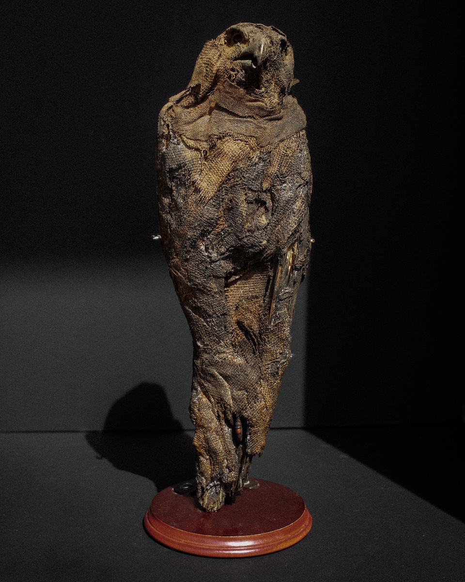 Late Period (664-332 B.c.) Mummified Falcon, Representation Of Horus, Votive Offering-photo-2