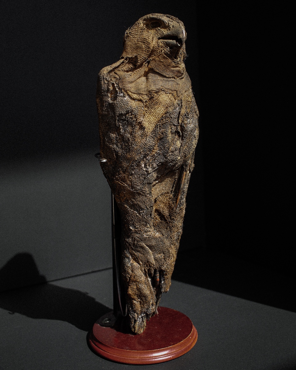 Late Period (664-332 B.c.) Mummified Falcon, Representation Of Horus, Votive Offering