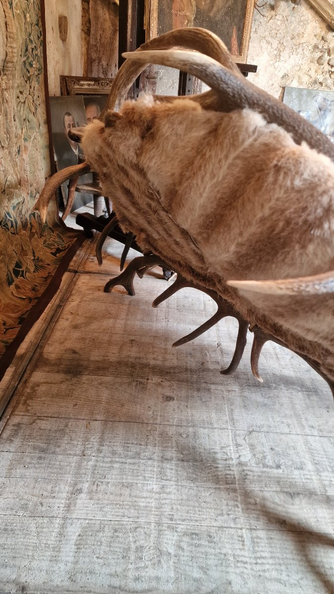 Canapé bois de cerf-photo-3