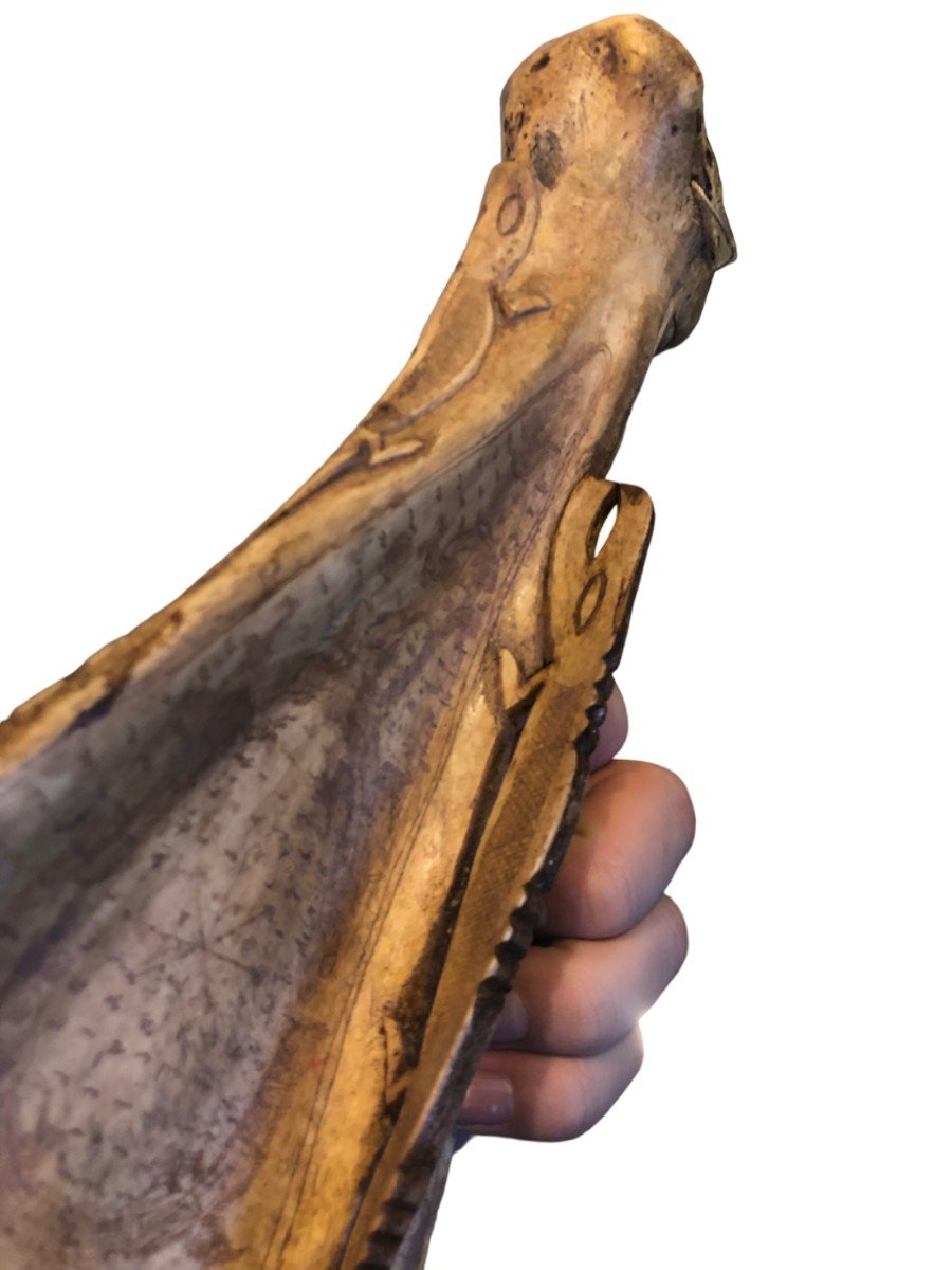 Bone Manuscript Curiosity -photo-5