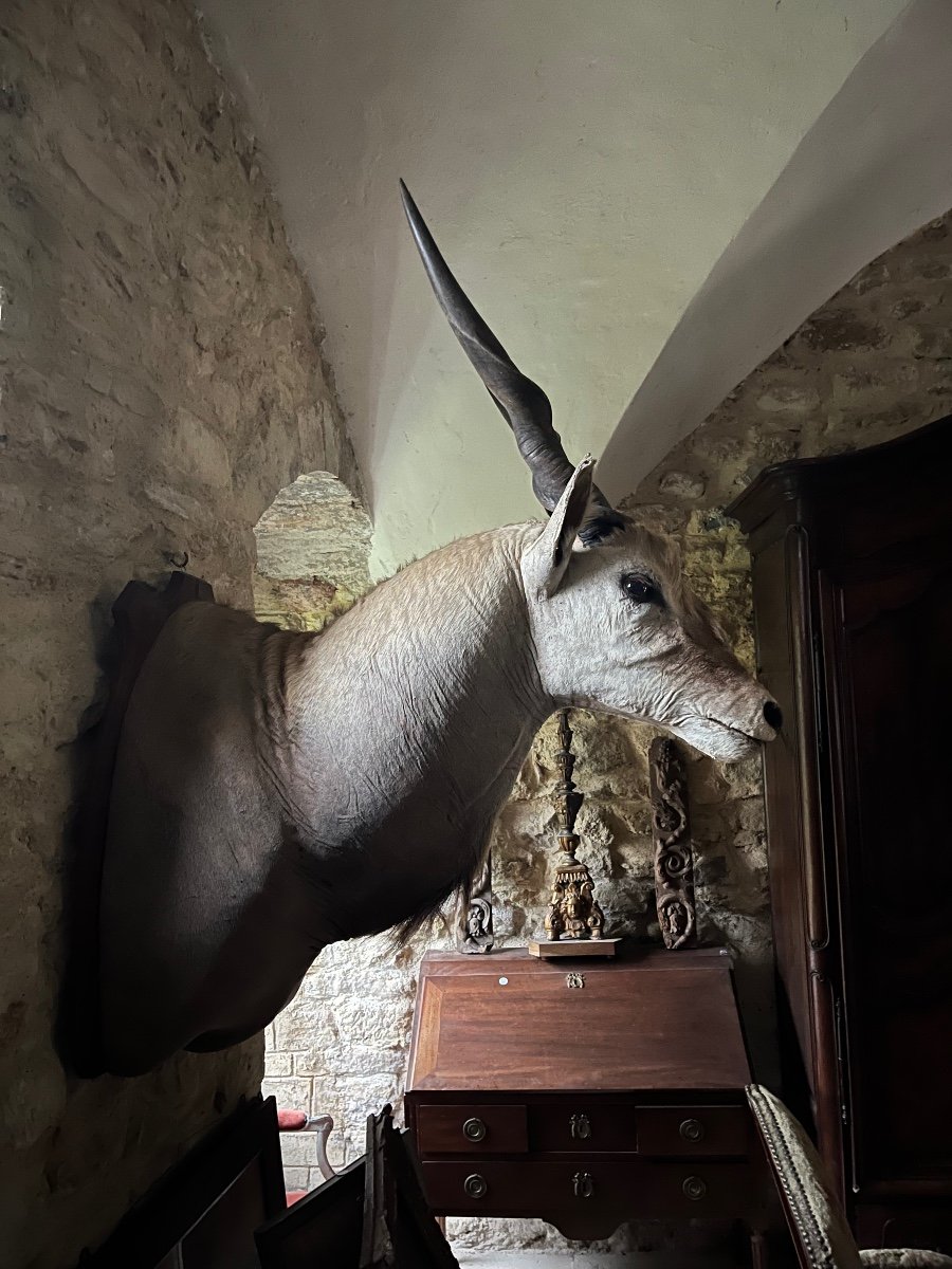 Taxidermy, Cape Eland -photo-2