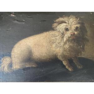 English School Painting (anonymous) 18th / 19th Portrait Of A Dog (yorkshire) Oil On Canvas