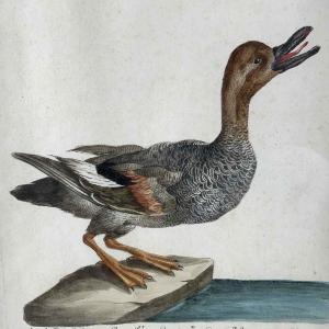 Saverio Manetti Wid Duck 18th Century Italian Hand Colored Engraving