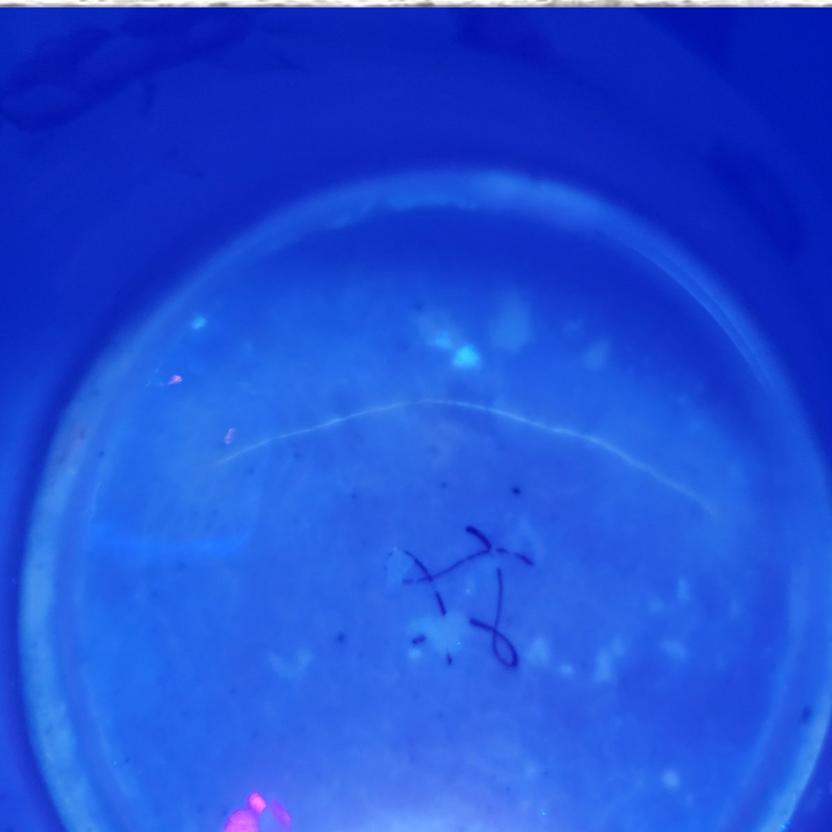 Assiette Chinoiserie de la Première Période C.J. Mason, vers 1815–1820-photo-4