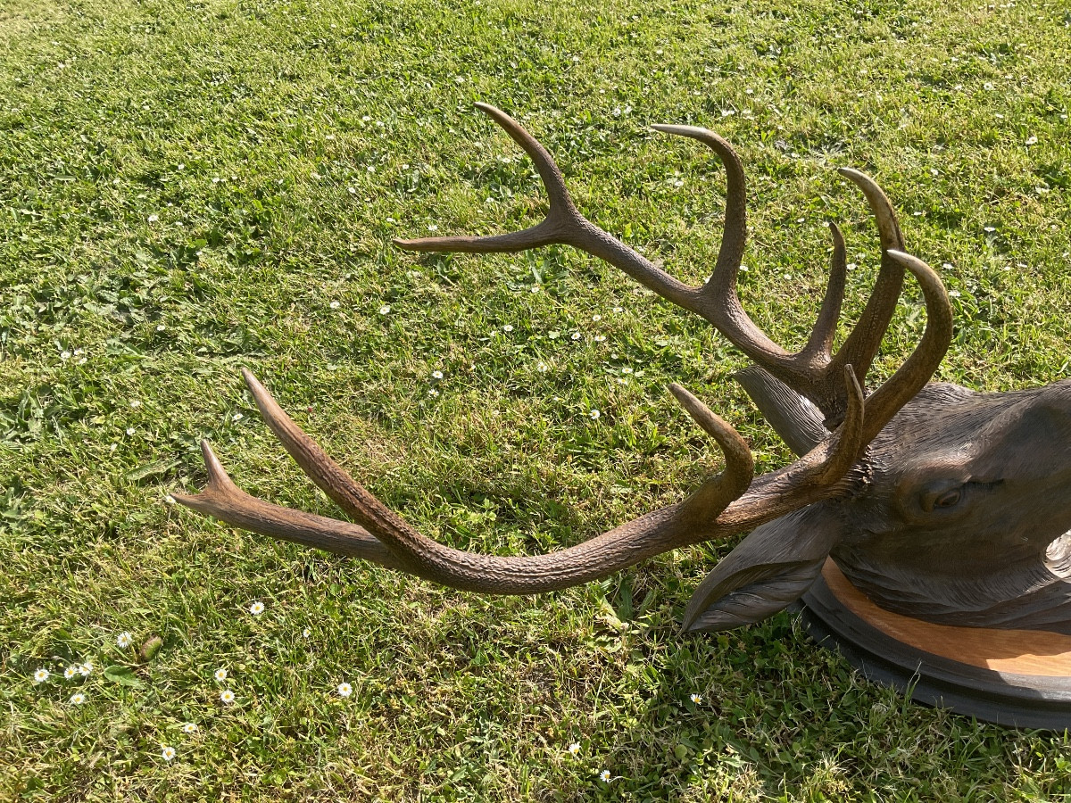 Deer Head Trophy In Carved Wood And Natural Deer Antler -photo-1