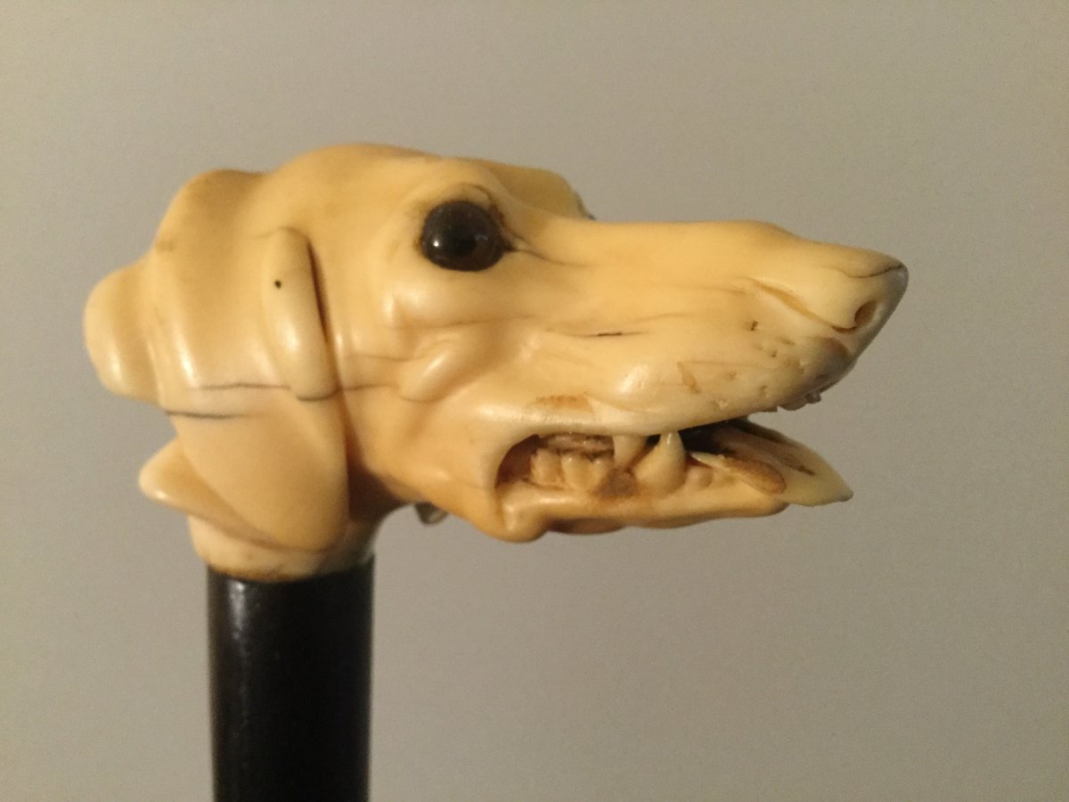 Important Cane Ivory Head Dog Head Glass Eyes In Rosewood-photo-2