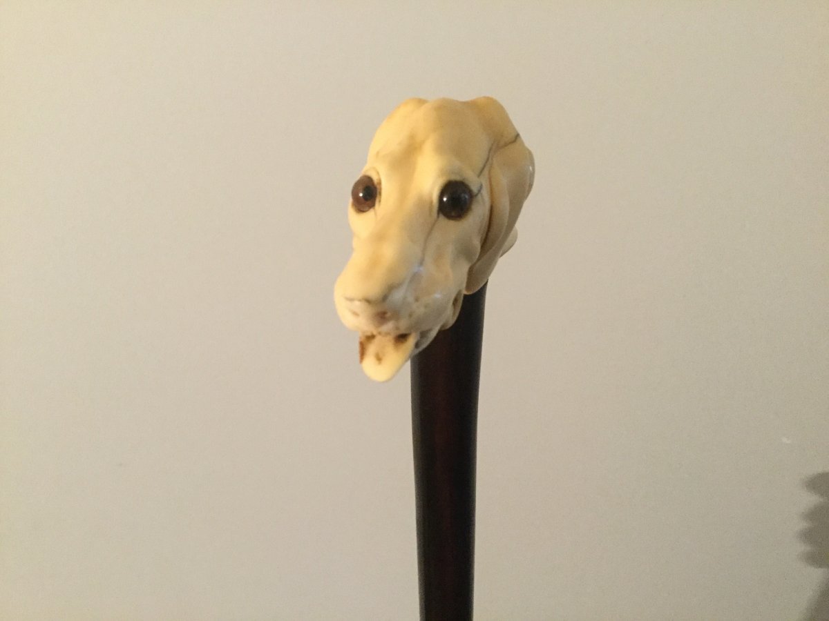 Important Cane Ivory Head Dog Head Glass Eyes In Rosewood-photo-3