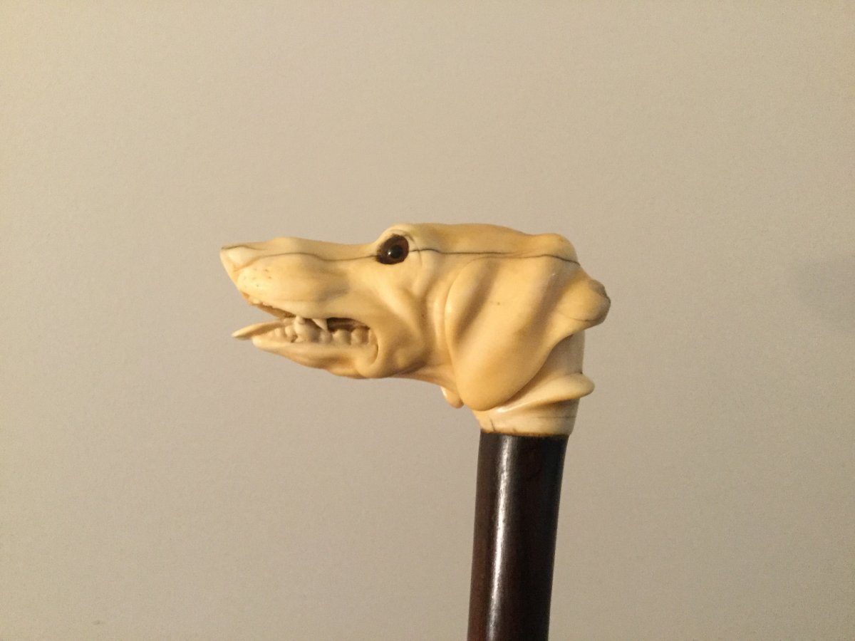 Important Cane Ivory Head Dog Head Glass Eyes In Rosewood-photo-4