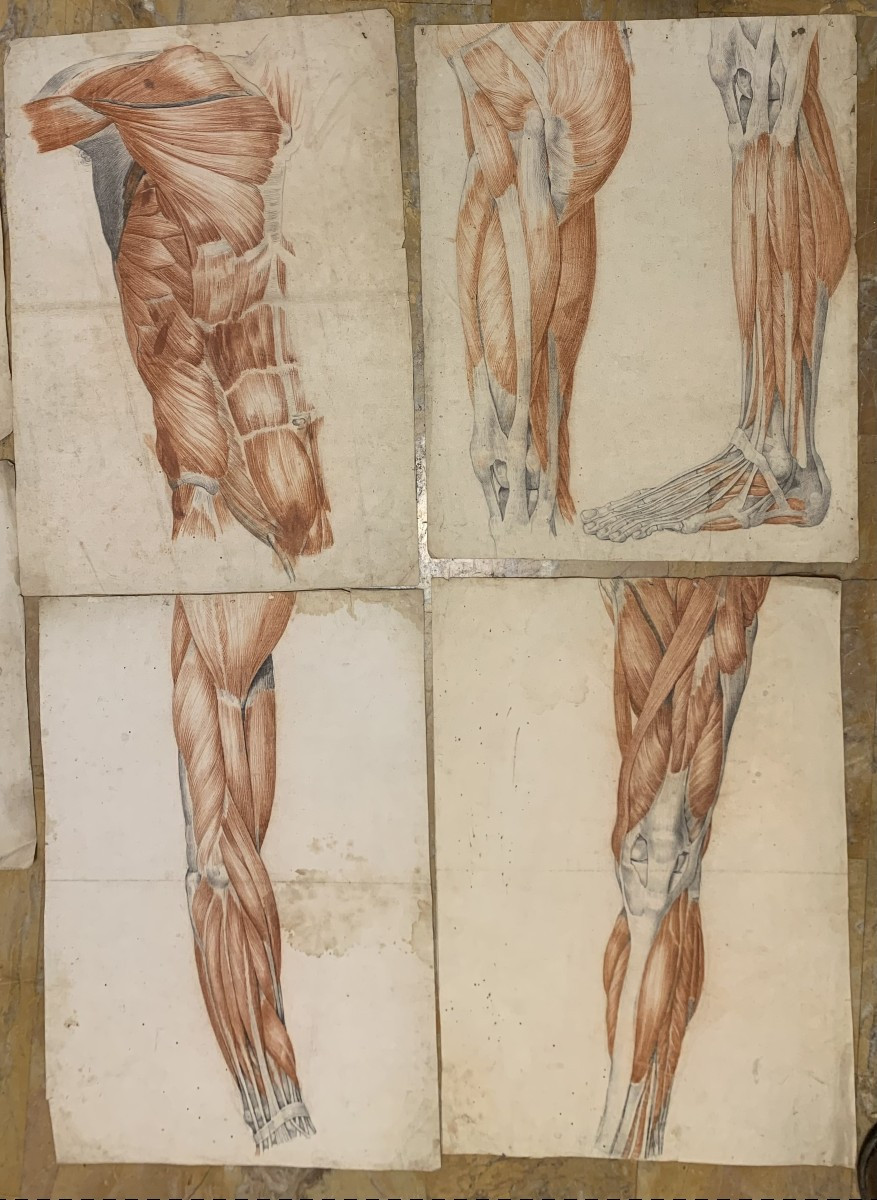Academic Anatomical Studies – 6 Large Drawings Of Muscle Studies – C. 1820, Academy Of Medicine-photo-2