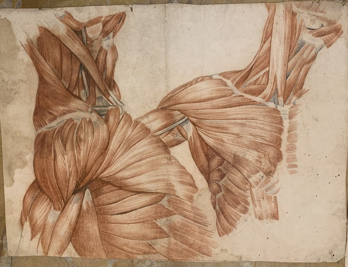 Academic Anatomical Studies – 6 Large Drawings Of Muscle Studies – C. 1820, Academy Of Medicine-photo-3