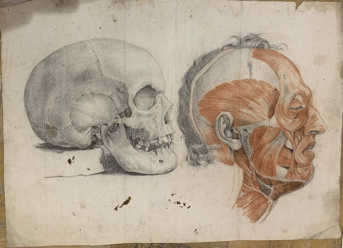 Academic Anatomical Studies – 6 Large Drawings Of Muscle Studies – C. 1820, Academy Of Medicine-photo-4