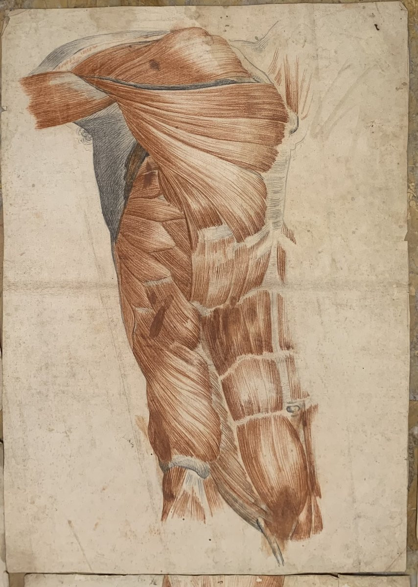 Academic Anatomical Studies – 6 Large Drawings Of Muscle Studies – C. 1820, Academy Of Medicine-photo-1