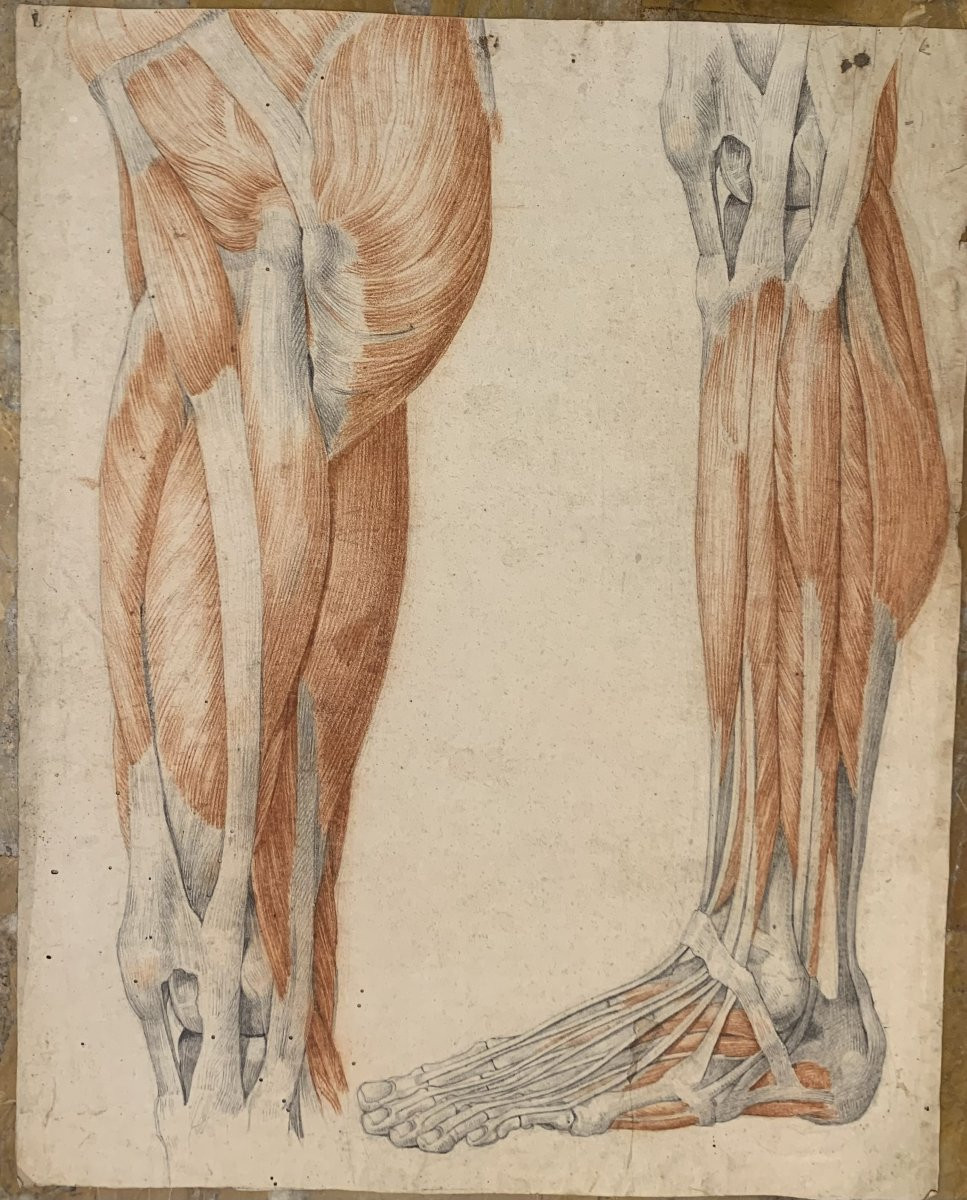 Academic Anatomical Studies – 6 Large Drawings Of Muscle Studies – C. 1820, Academy Of Medicine-photo-2