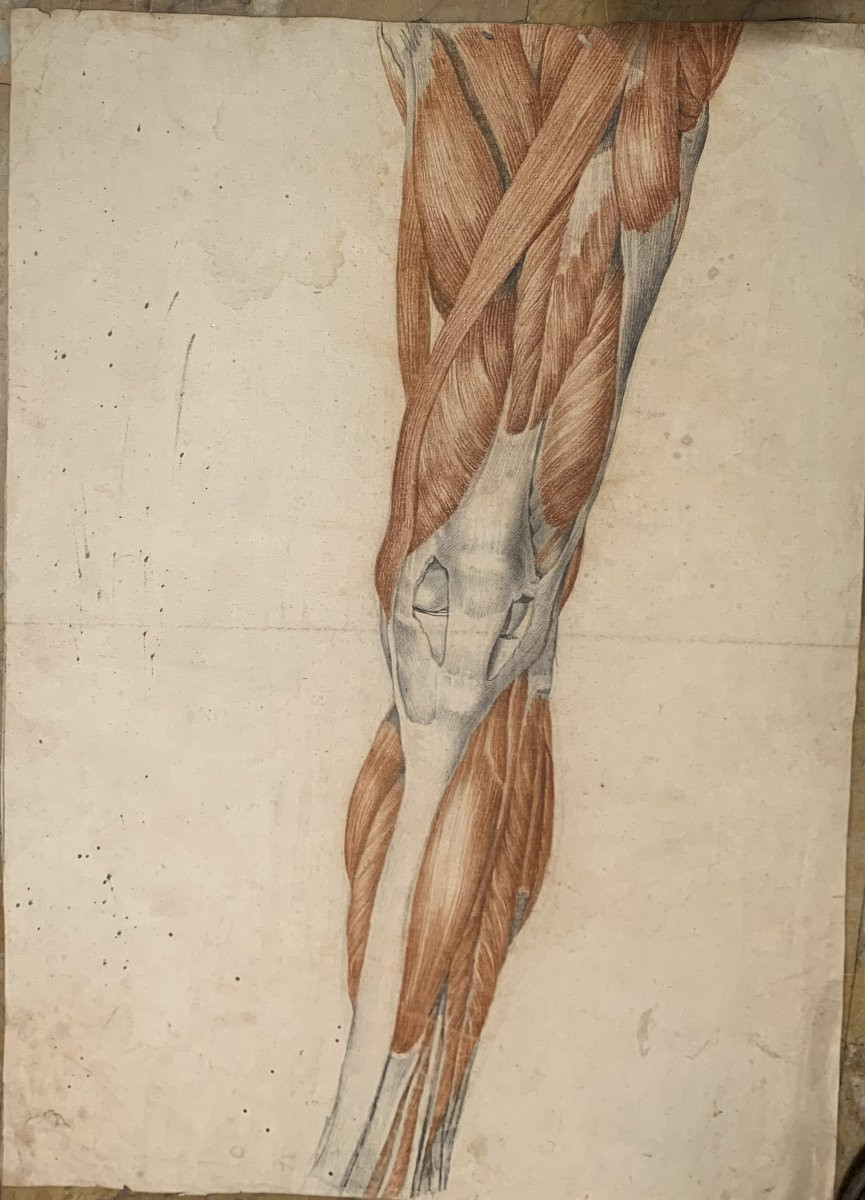 Academic Anatomical Studies – 6 Large Drawings Of Muscle Studies – C. 1820, Academy Of Medicine-photo-3