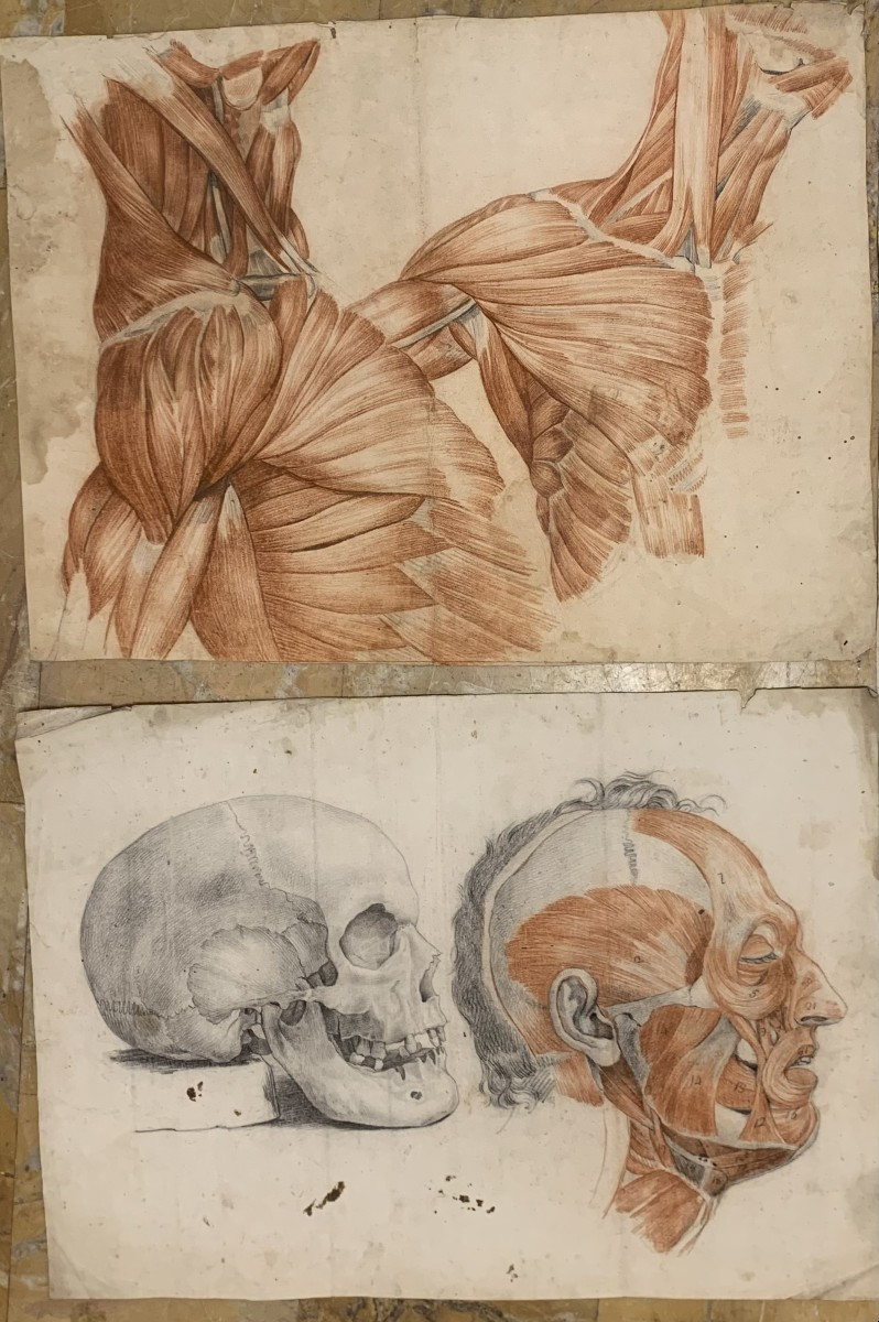 Academic Anatomical Studies – 6 Large Drawings Of Muscle Studies – C. 1820, Academy Of Medicine