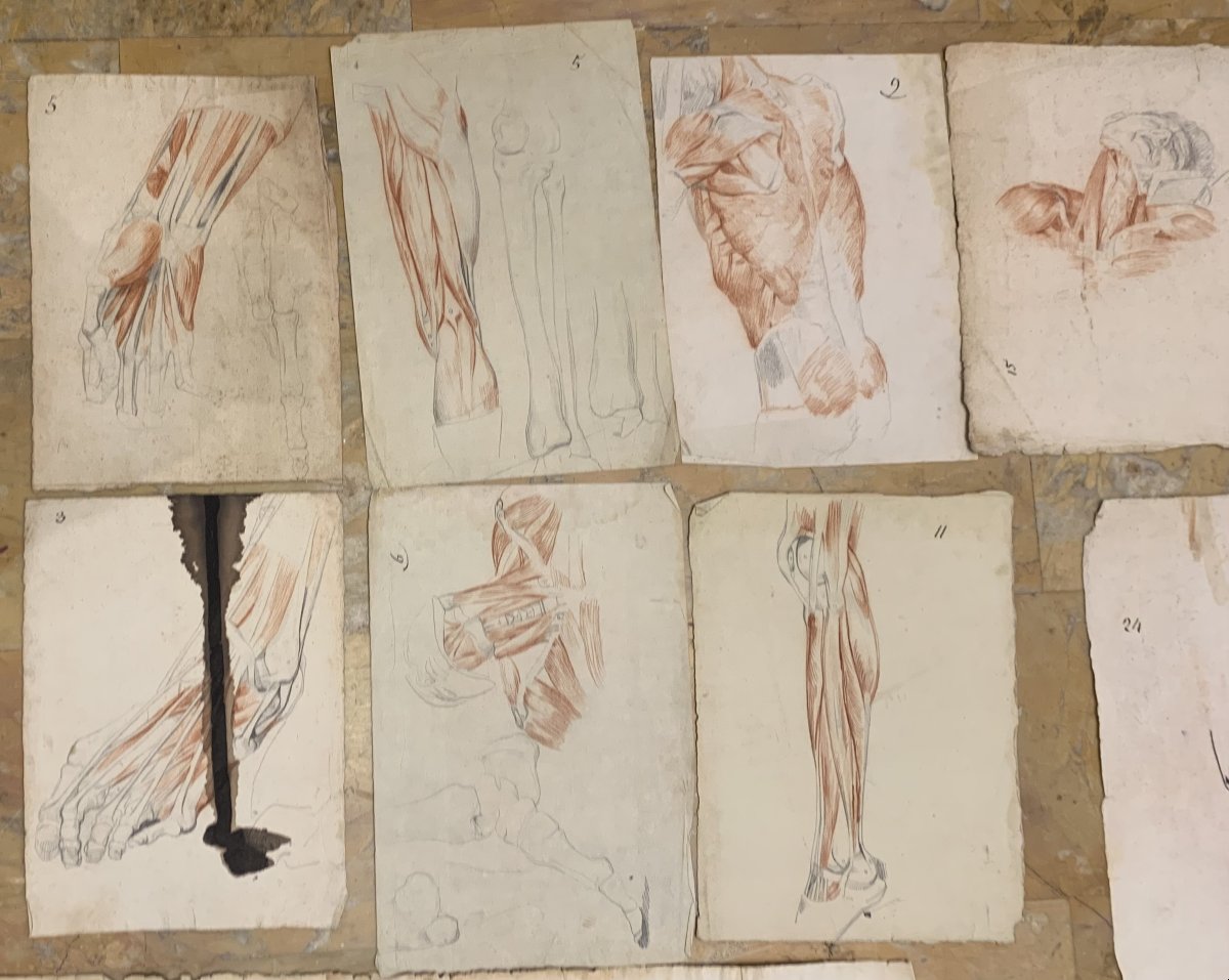 Académiques d'anatomie - 37  dessins d'études musculaires -1820, et 1896  Académie  médecin-photo-3