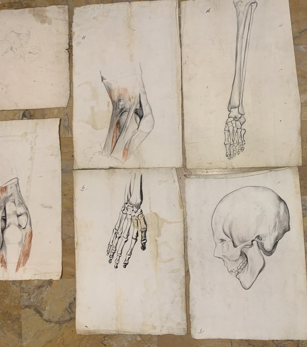 Académiques d'anatomie - 37  dessins d'études musculaires -1820, et 1896  Académie  médecin-photo-4