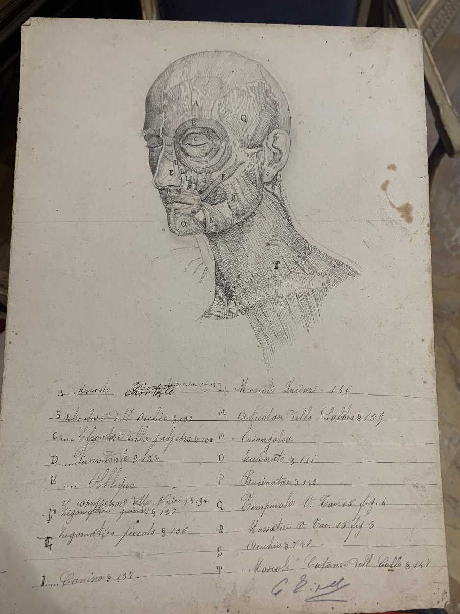 Académiques d'anatomie - 37  dessins d'études musculaires -1820, et 1896  Académie  médecin-photo-1