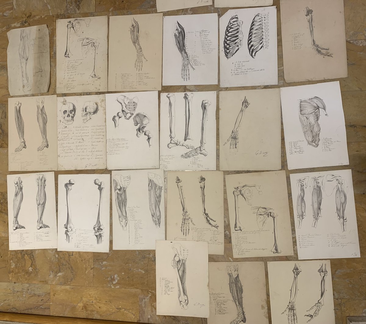 Académiques d'anatomie - 37  dessins d'études musculaires -1820, et 1896  Académie  médecin-photo-2