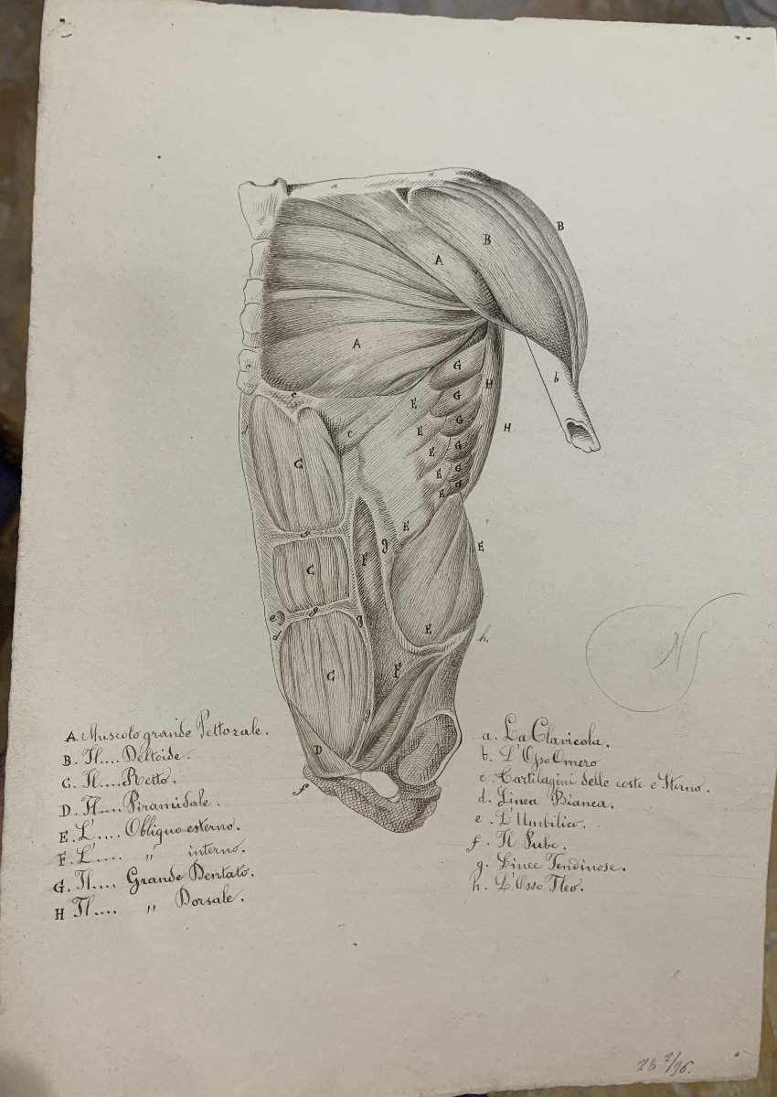 Académiques d'anatomie - 37  dessins d'études musculaires -1820, et 1896  Académie  médecin-photo-3