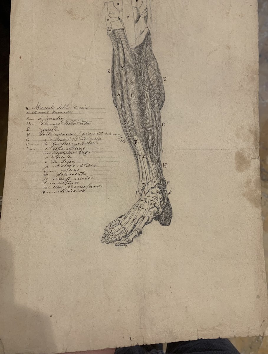Académiques d'anatomie - 37  dessins d'études musculaires -1820, et 1896  Académie  médecin-photo-5