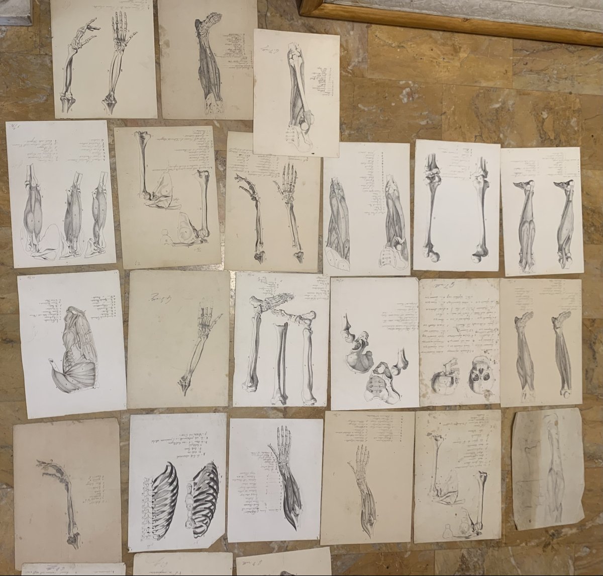 Académiques d'anatomie - 37  dessins d'études musculaires -1820, et 1896  Académie  médecin-photo-6