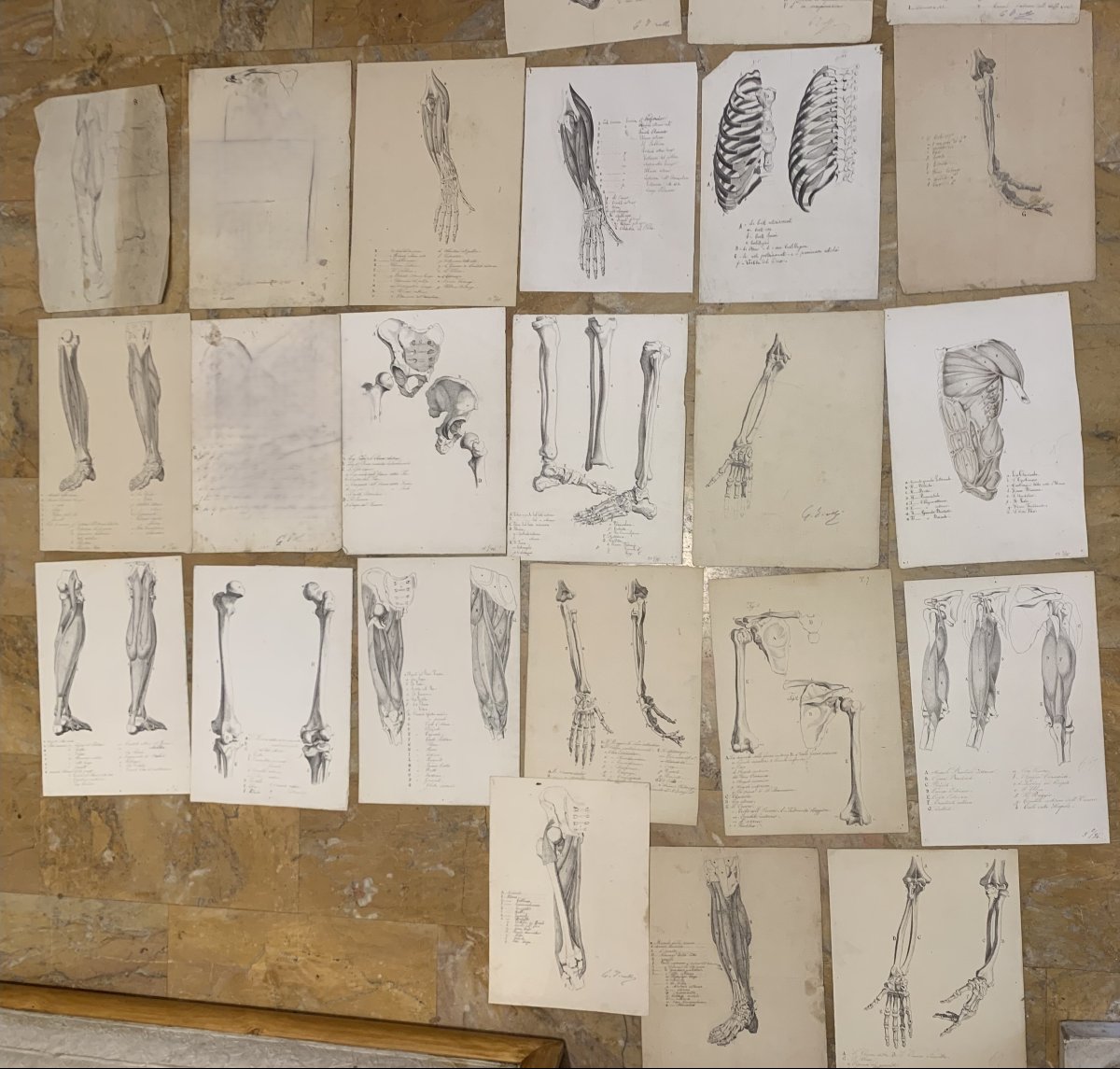 Academic Anatomy - 34 Drawings Of Muscular Studies - 1820 And 1896 Academy Of Medicine-photo-3