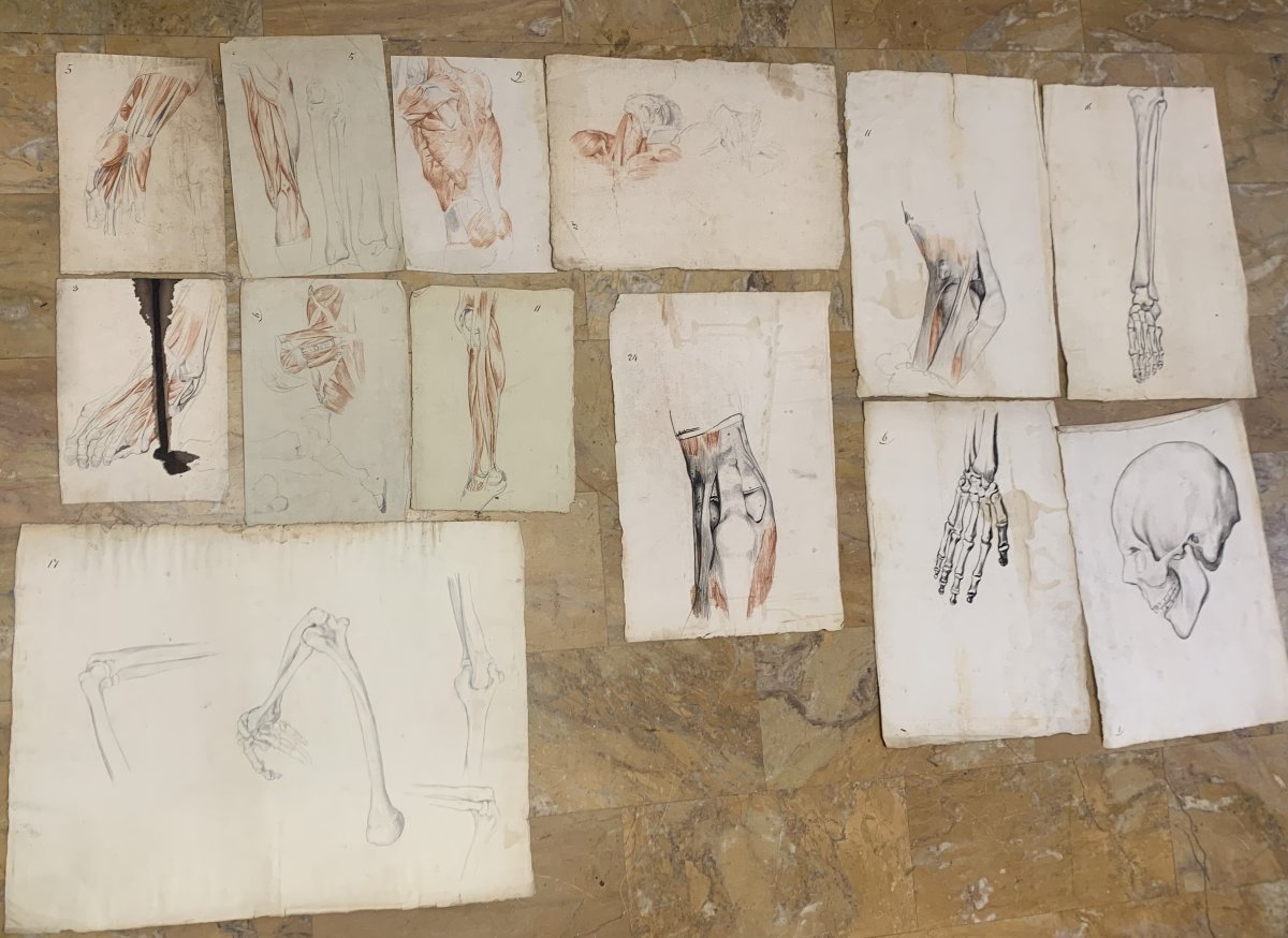 Académiques d'anatomie - 37  dessins d'études musculaires -1820, et 1896  Académie  médecin