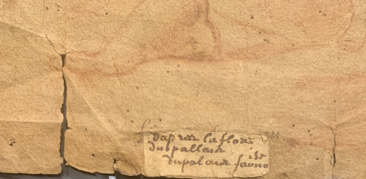 Roman School - Flora Farnese, 18th Century, Red Chalk - Rome, Italy-photo-4