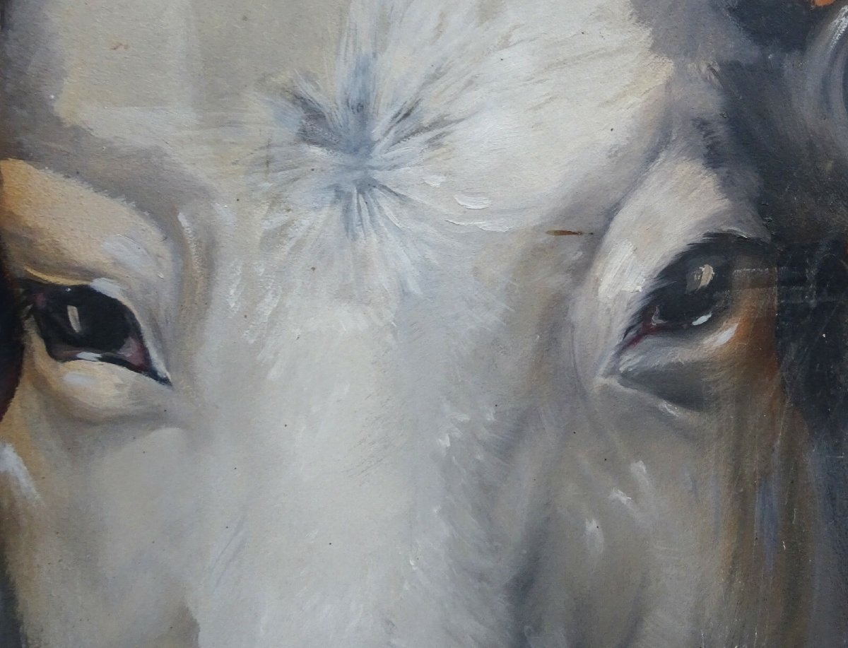 Stéphane Mouiller Tableau Portrait de Vache Huile sur Panneau XXème siècle-photo-2