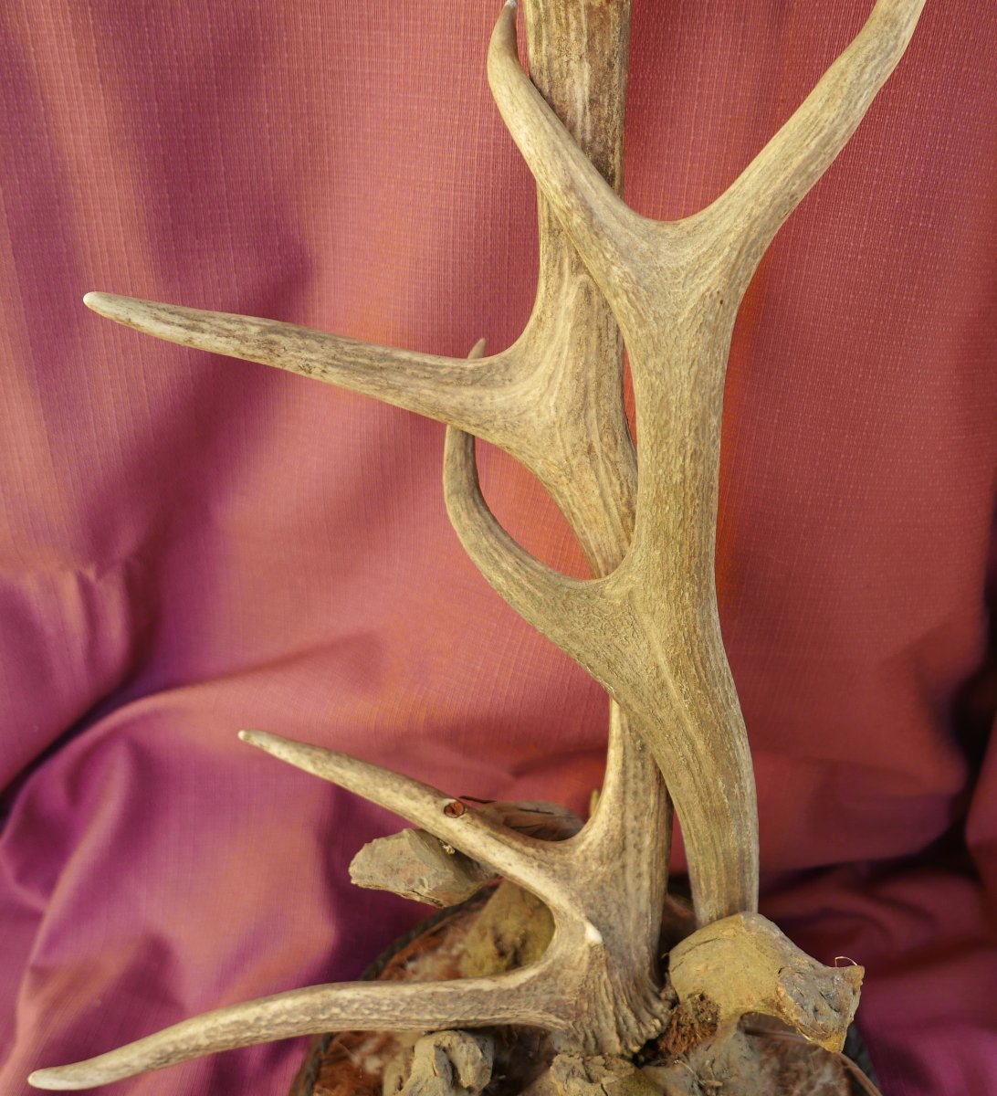 Lampe en Bois de Cerf et Cuir XXème siècle Vintage-photo-1