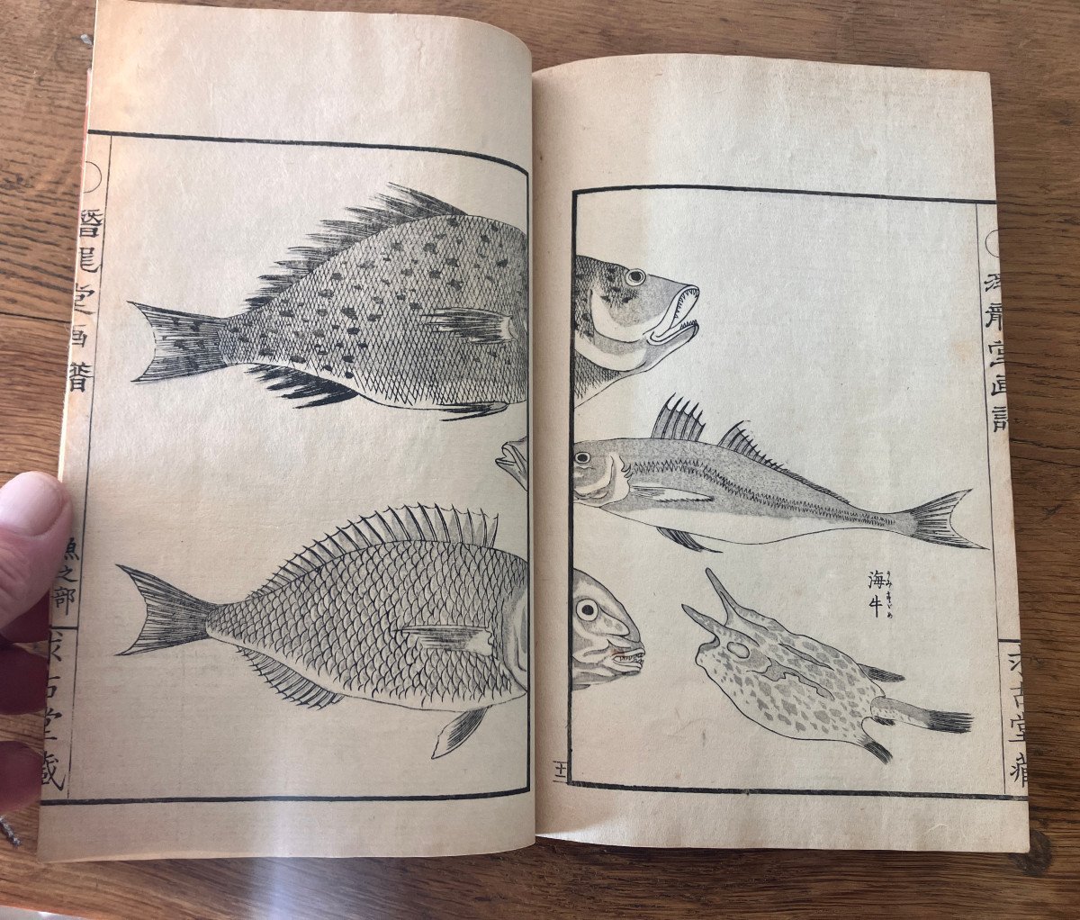 Senryūdō Gafu Gyorui No Bu - Takizawa - Kiyoshi 1880 濳龍堂畫譜 - 瀧澤清 - Fish And Shellfish - -photo-3
