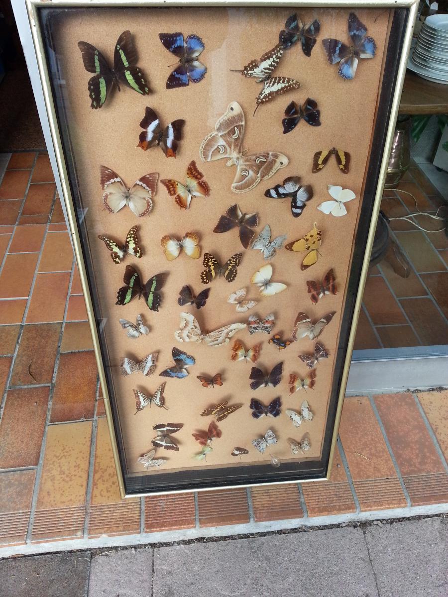 Frame Showcase Expositiion Butterflies From Napoleon III