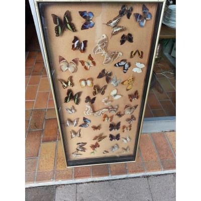 Frame Showcase Expositiion Butterflies From Napoleon III