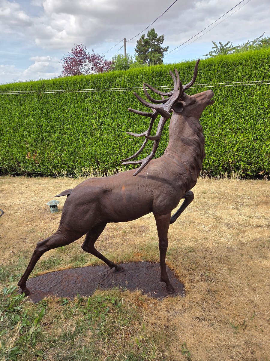 Cast-iron Bellowing Stag. Garden Sculpture. Late 19th / Early 20th Century-photo-6