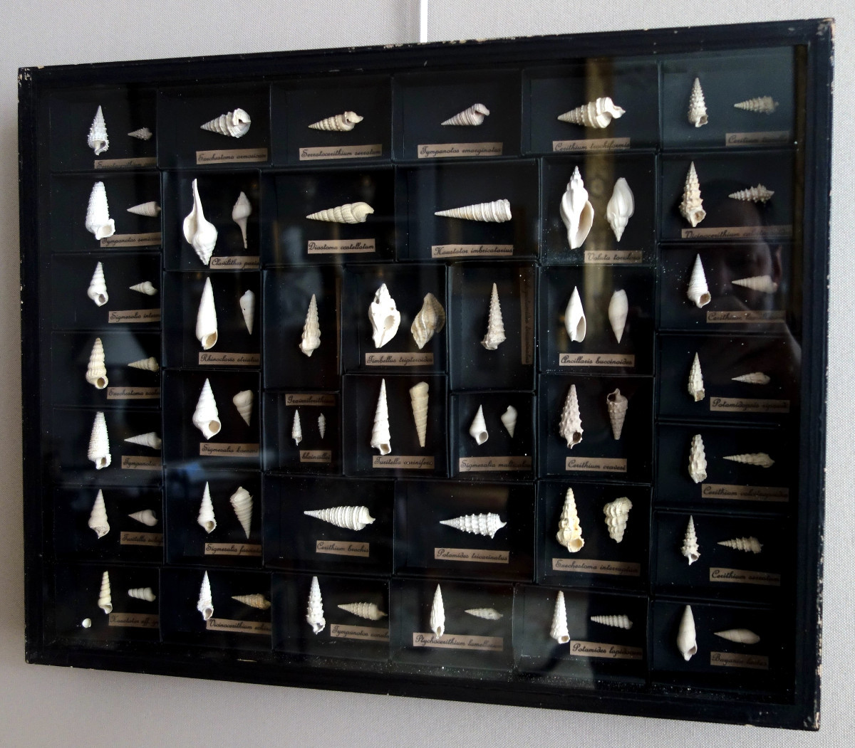 Cabinet de curiosité - collection de coquillages fossiles en coffret vitré-photo-2