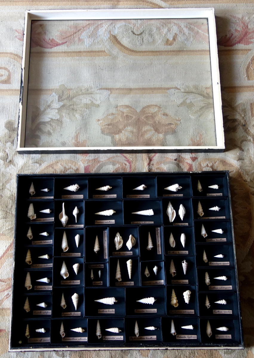 Cabinet de curiosité - collection de coquillages fossiles en coffret vitré-photo-1