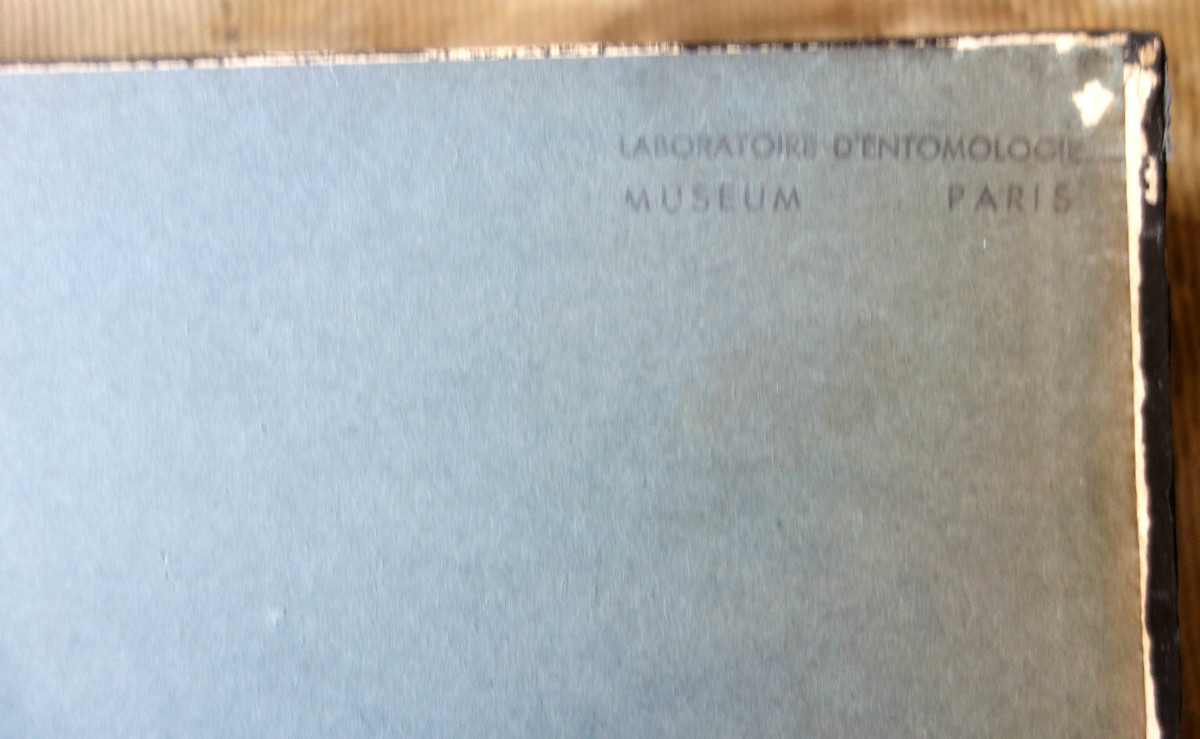 Cabinet de curiosité - collection de coquillages fossiles en coffret vitré-photo-3