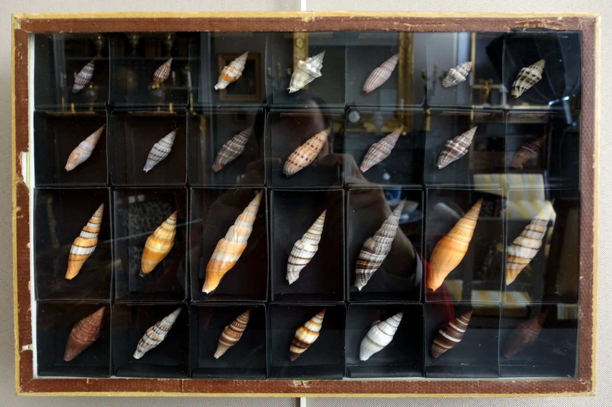 Cabinet de curiosité - collection de coquillages  en coffret vitré -photo-2