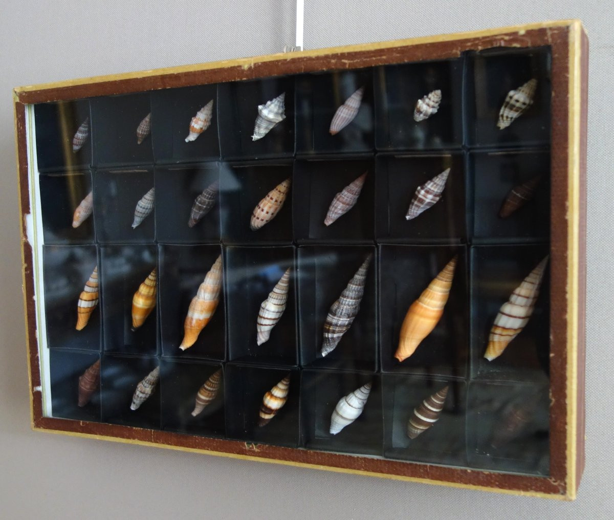 Cabinet de curiosité - collection de coquillages  en coffret vitré -photo-3