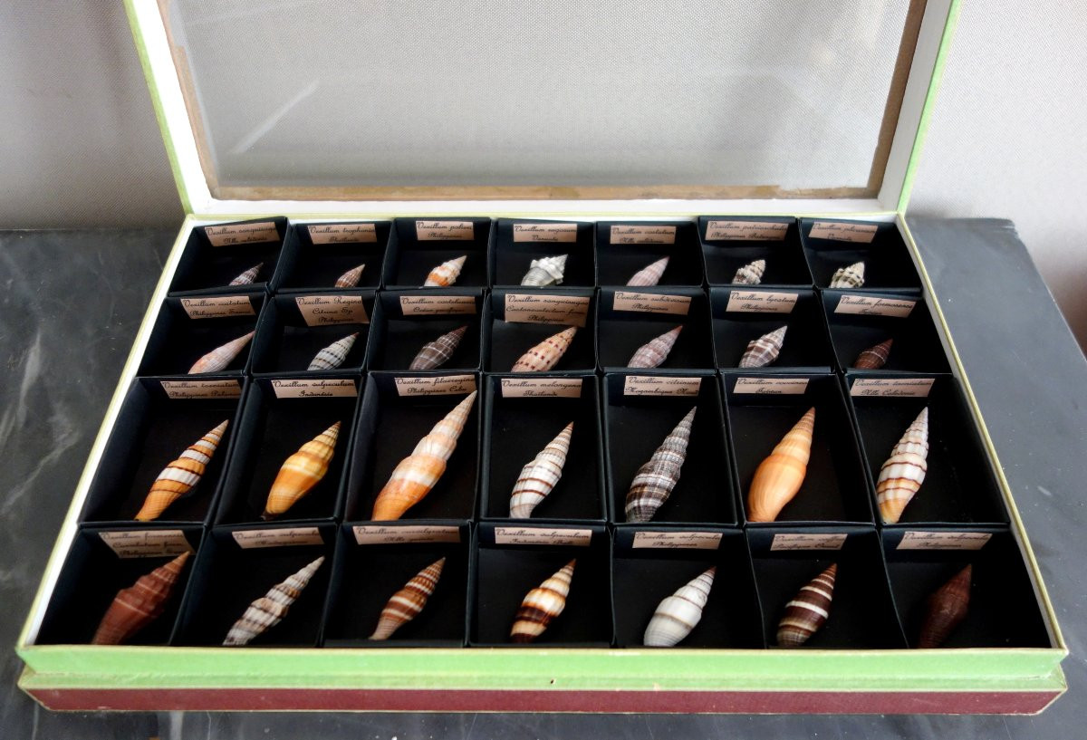 Cabinet de curiosité - collection de coquillages  en coffret vitré -photo-4