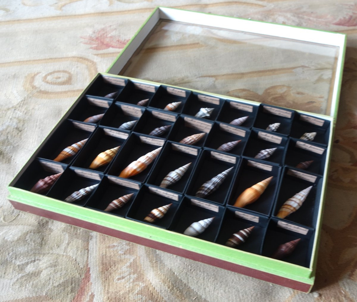 Cabinet de curiosité - collection de coquillages  en coffret vitré -photo-3