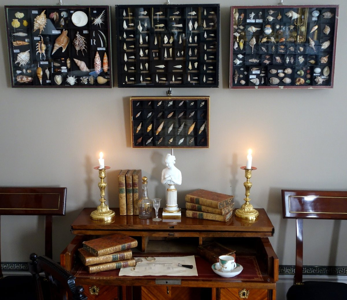 Cabinet de curiosité - collection de coquillages  en coffret vitré -photo-7