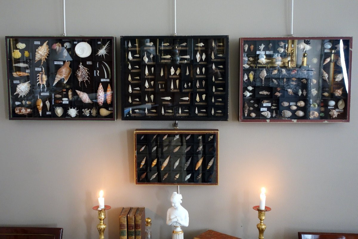 Cabinet de curiosité - collection de coquillages  en coffret vitré -photo-8
