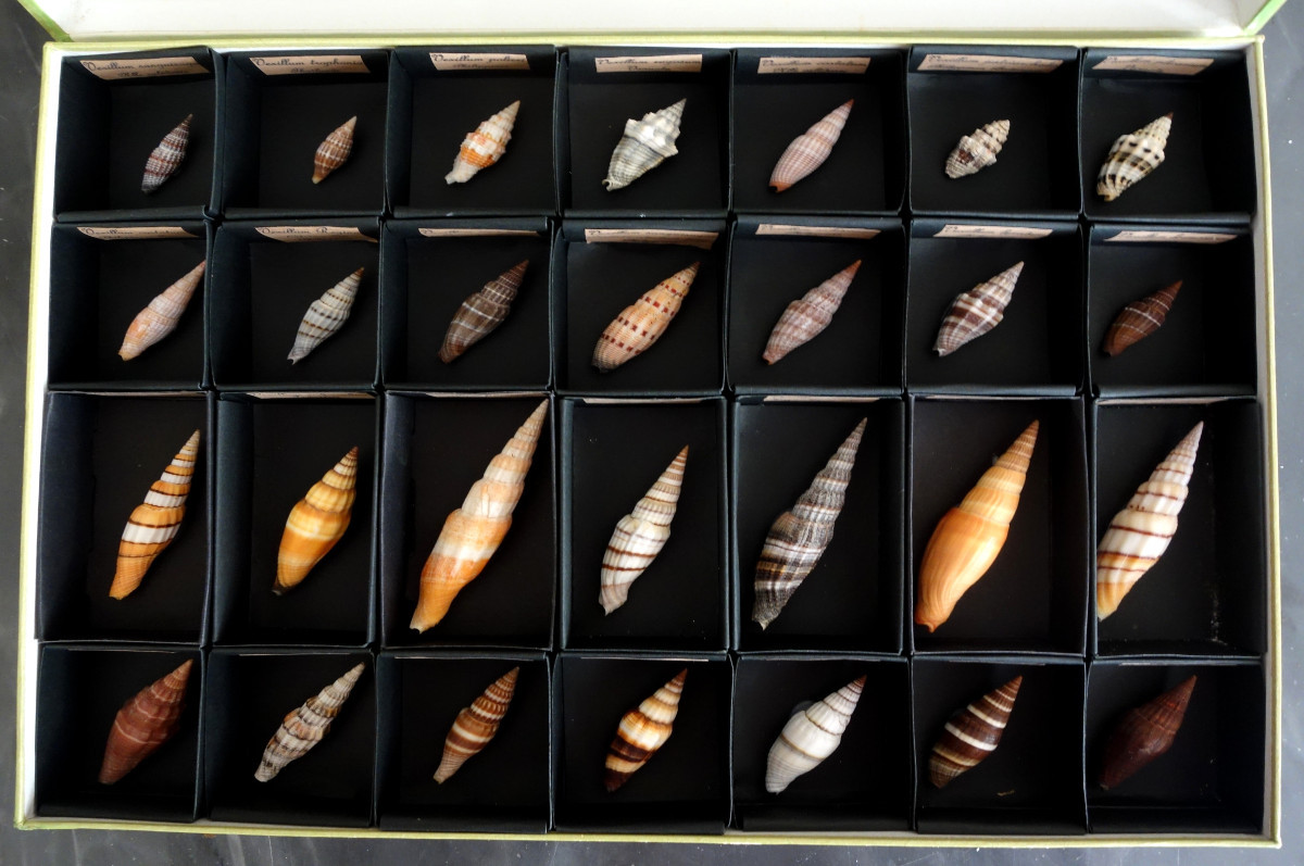 Cabinet de curiosité - collection de coquillages  en coffret vitré 