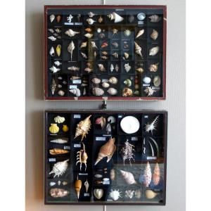 Cabinet de curiosité - paire de coffrets vitrés à collection de coquillages exotiques